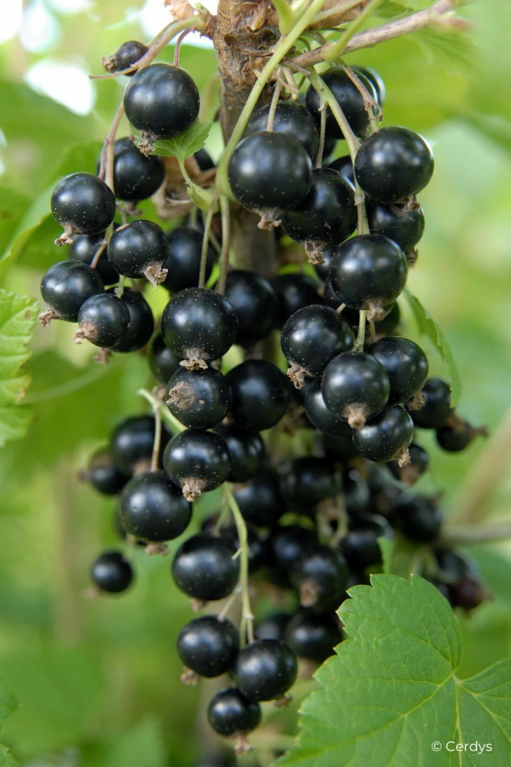 Cassis 'andega' - 1,5l 1 Cassis 'andega' - 1,5l