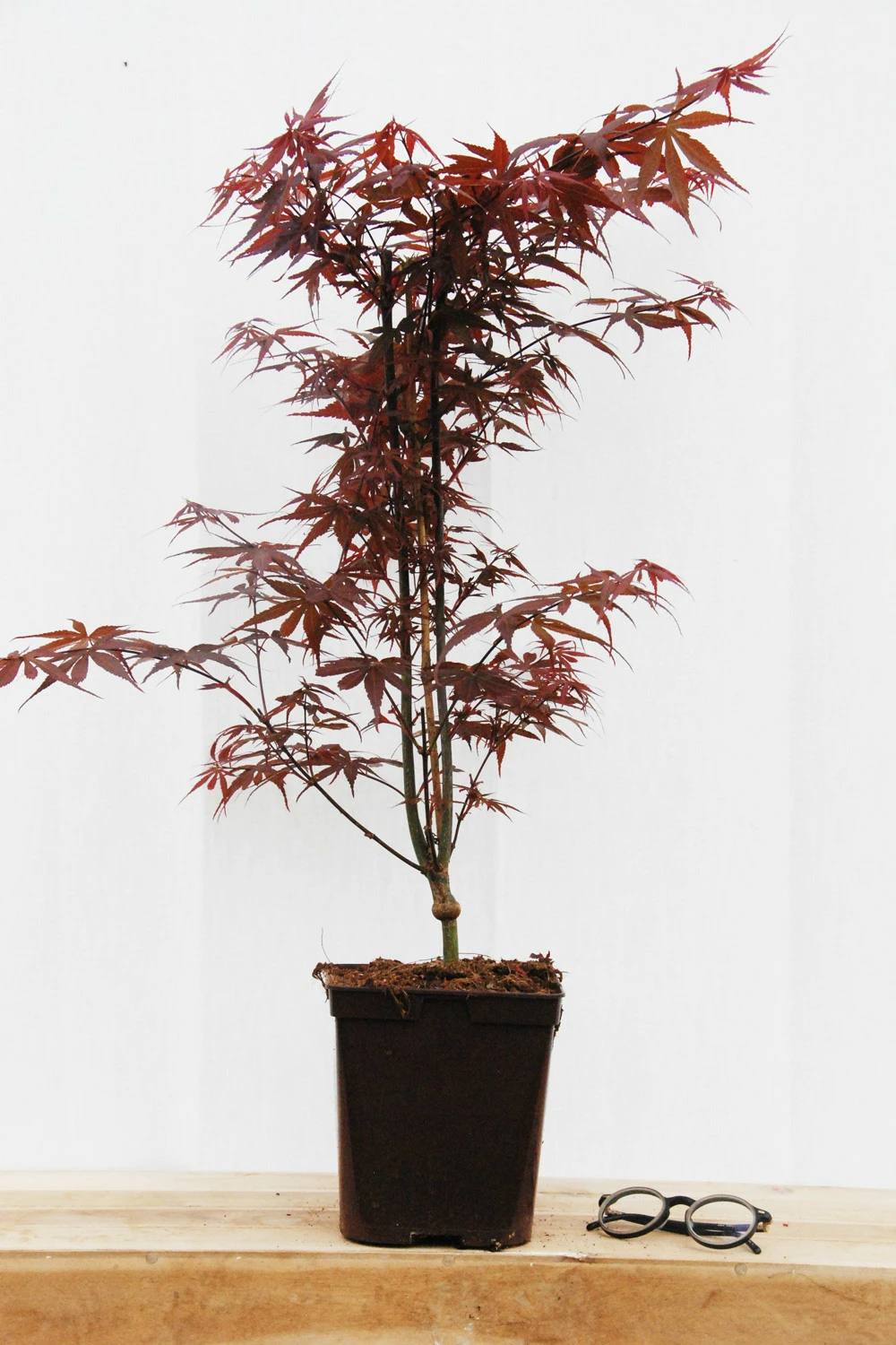 Erable 'skeeter's Broom' - 4l 1 Erable 'skeeter's Broom' - 4l