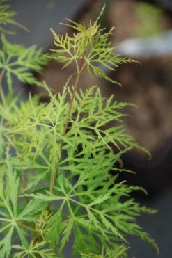 Erable 'dissectum Emerald Lace'' - 4l