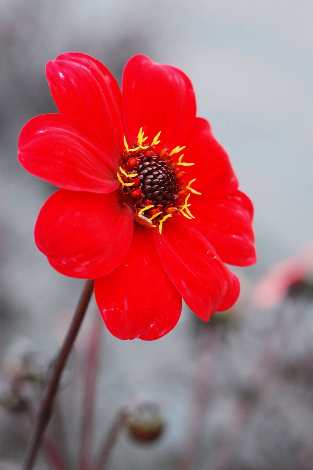 Dahlia 'enchantment' - 3l 1 Dahlia 'enchantment' - 3l