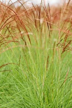 Miscanthus 'cute One' - 3l