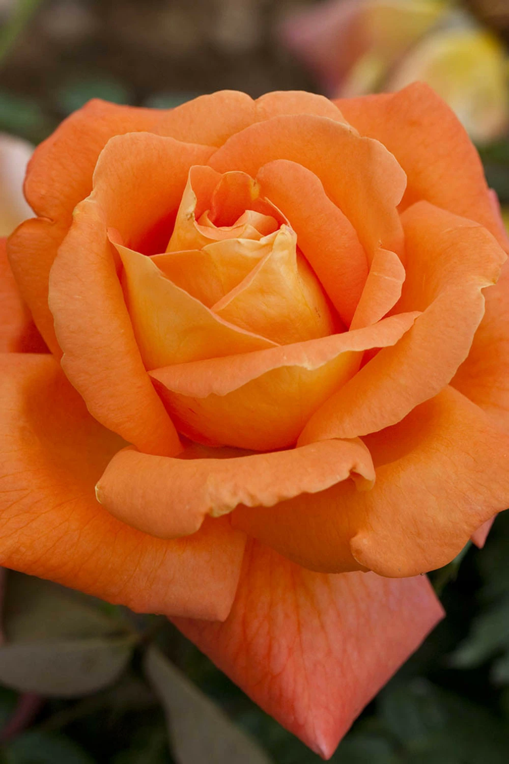 Rosier Meilland 'louis De Funes' Meilland - 5l 1 Rosier Meilland 'louis De Funes' Meilland - 5l