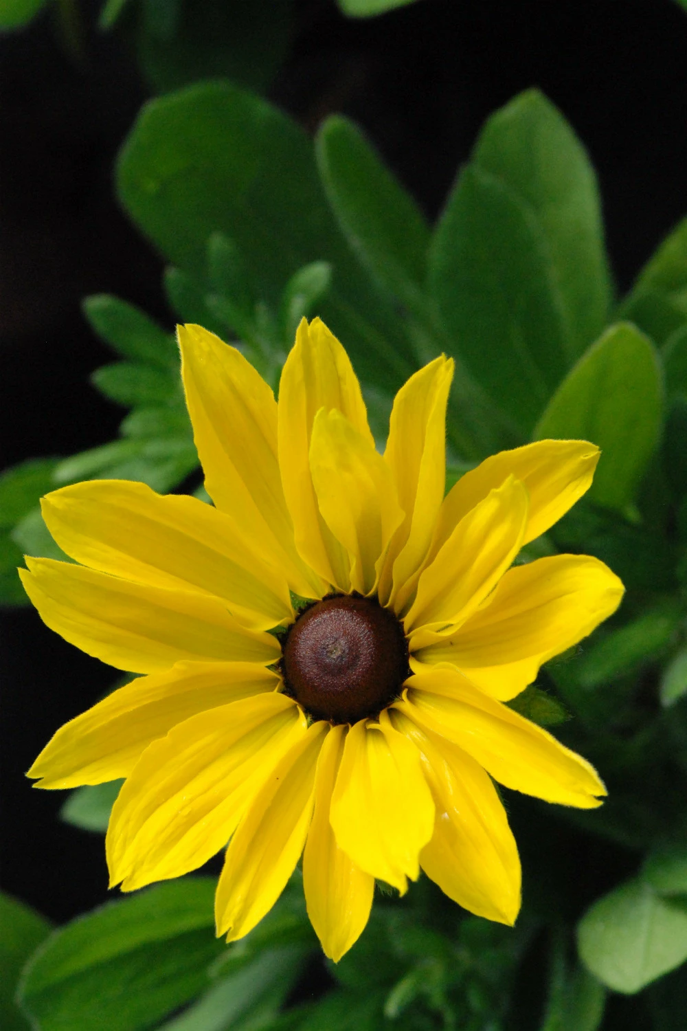 Rudbeckia 'sunny Smiley' - 3l 1 Rudbeckia 'sunny Smiley' - 3l