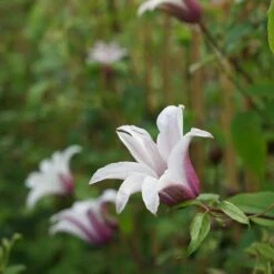 Clématite 'princess Kate®' ('zoprika') - Clematis Texensis 3l -Emerald Soldes 64870cd0132795.26752018