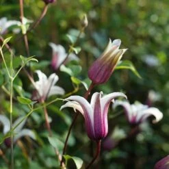 Clématite 'princess Kate®' ('zoprika') - Clematis Texensis 3l -Emerald Soldes 64870cd01d8a44.32004673