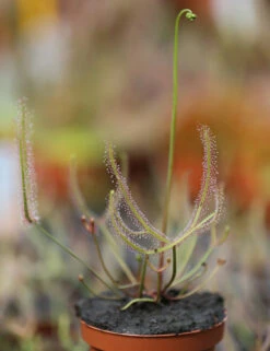 Drosera Binata - Mont Ruapehu - Alpin Form -Emerald Soldes 648861c8358132.49931676