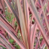 Cordyline 'southern Splendour' - 5l