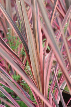 Cordyline 'southern Splendour' - 5l