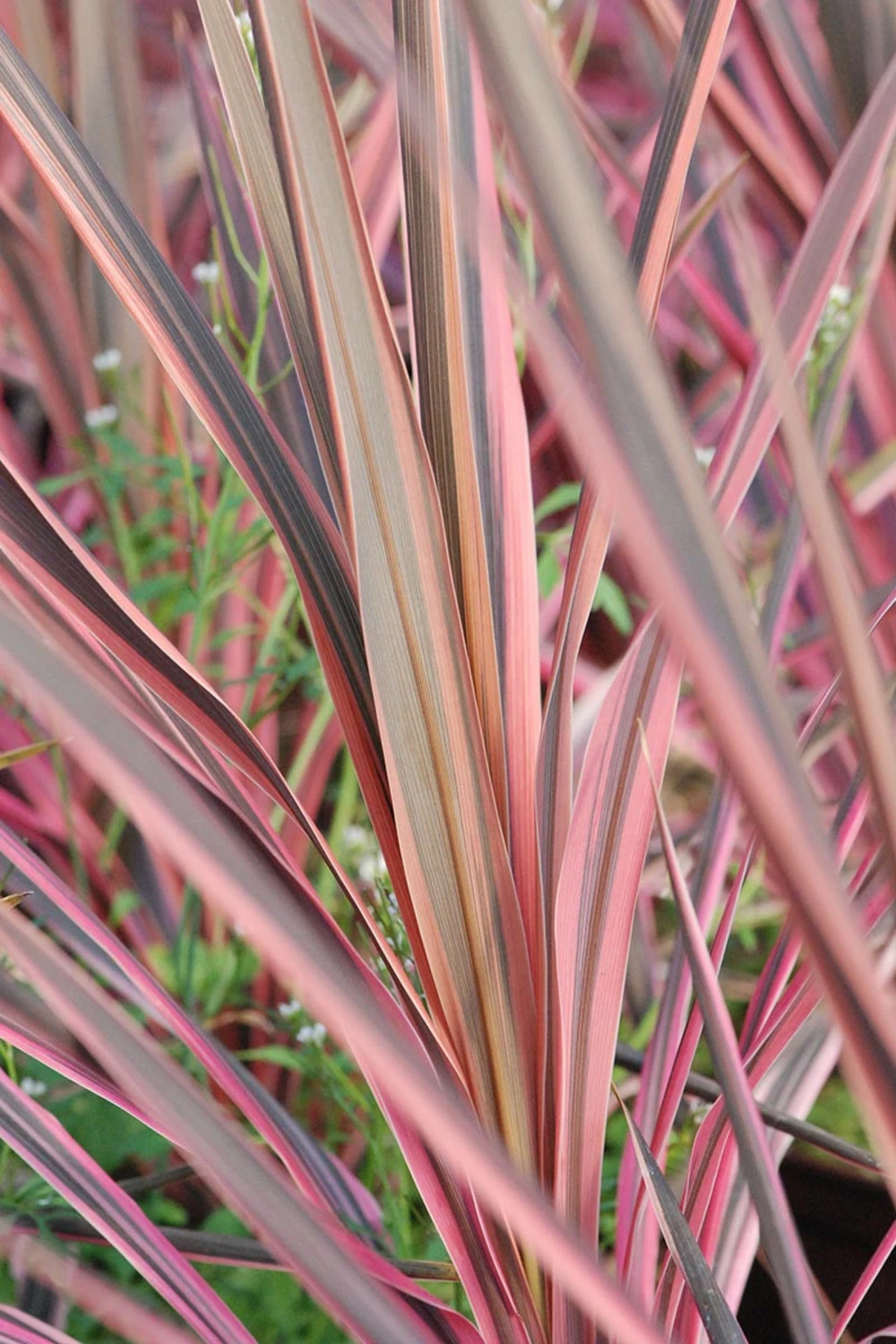 Cordyline 'southern Splendour' - 5l 1 Cordyline 'southern Splendour' - 5l