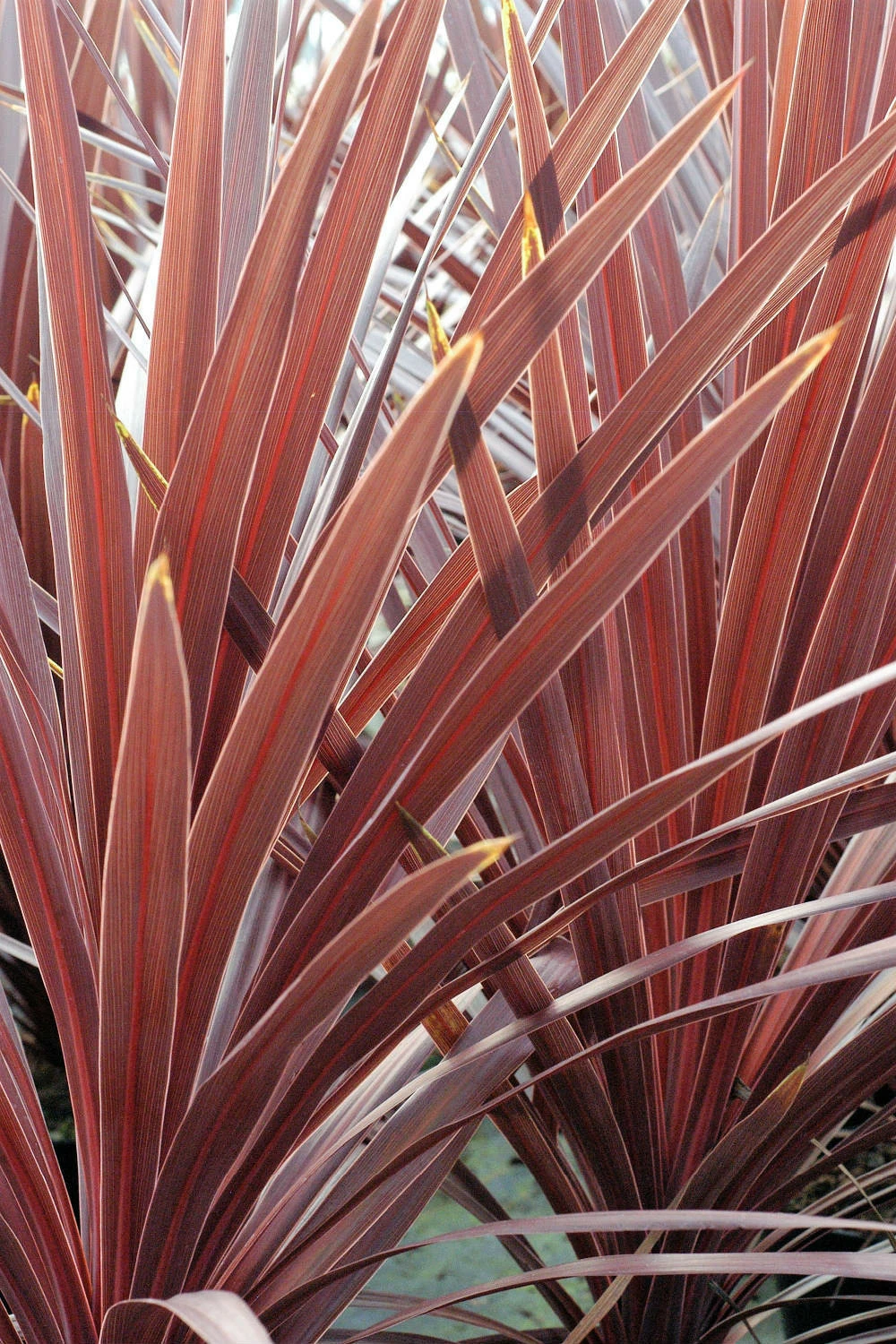 Cordyline 'red Star' - 5l 1 Cordyline 'red Star' - 5l
