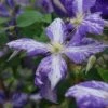 Clématite 'tie Dye' Clematis Jackmanii 3l