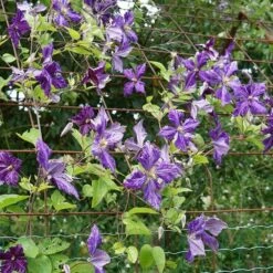 Clématite 'tie Dye' Clematis Jackmanii 3l 6 Clématite 'tie Dye' Clematis Jackmanii 3l -Emerald Soldes 648993b12a7d77.11995738