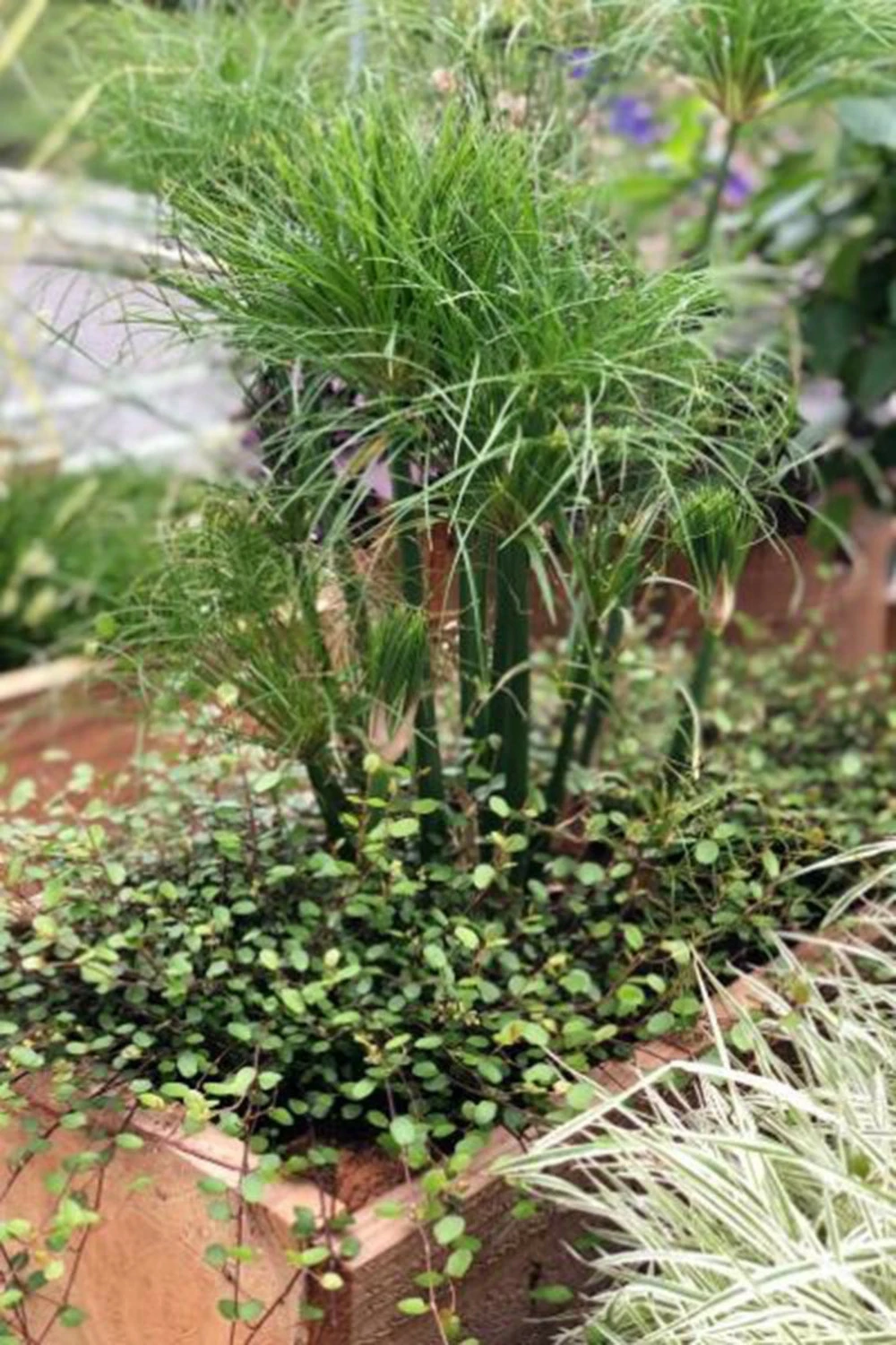 Papyrus 'nofretete' - 3l 1 Papyrus 'nofretete' - 3l