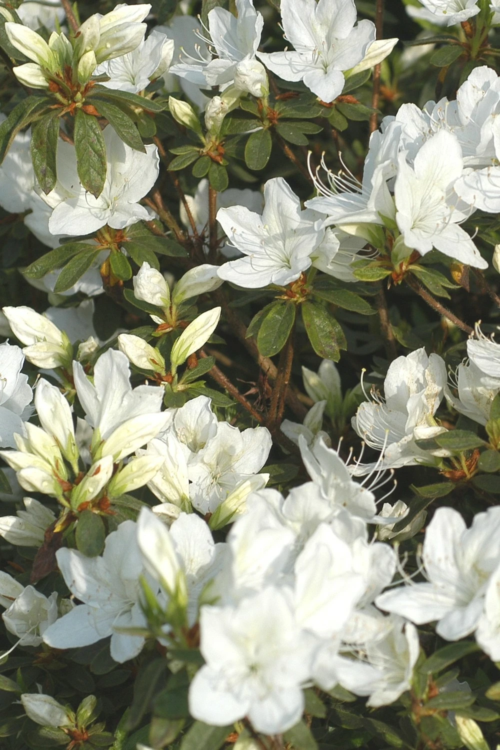 Azalée Du Japon 'fago No Fungi' - 3l 1 Azalée Du Japon 'fago No Fungi' - 3l