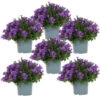 Campanula Addenda - Glockenblume Lila - 12cm Topf - 6 Pflanzen Ausreichend Für 1qm - Bodendecker - Ambella - Winterhart