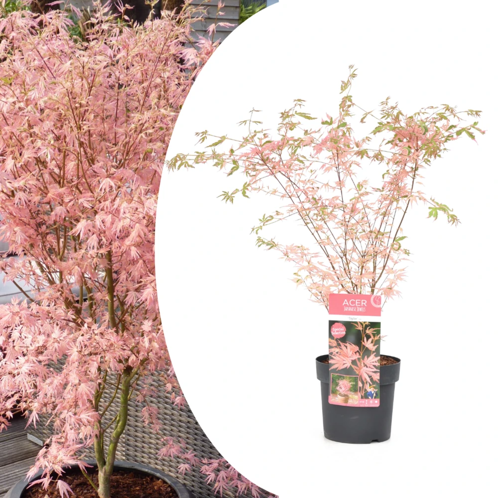 Japanese Maple 'taylor' - 'limited Edition' - Pot 19cm - Hauteur 60-70cm 1 Japanese Maple 'taylor' - 'limited Edition' - Pot 19cm - Hauteur 60-70cm