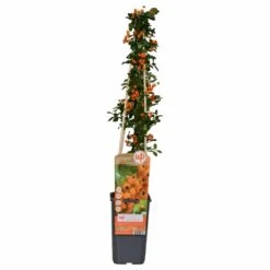Pyracantha 'soleil D'or' - ↨65cm - ø15 - Buisson Ardent