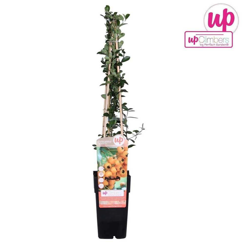 Pyracantha 'soleil D'or' - ↨65cm - ø15 - Buisson Ardent 5 Pyracantha 'soleil D'or' - ↨65cm - ø15 - Buisson Ardent – Image 5
