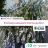 50 X Romarin Rampant Pointe Du Raz En Godet