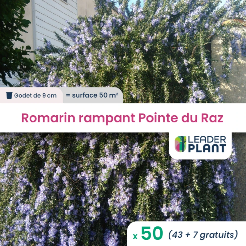50 X Romarin Rampant Pointe Du Raz En Godet 1 50 X Romarin Rampant Pointe Du Raz En Godet