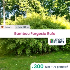 300 X Bambou Fargesia Rufa En Pot De 1 L