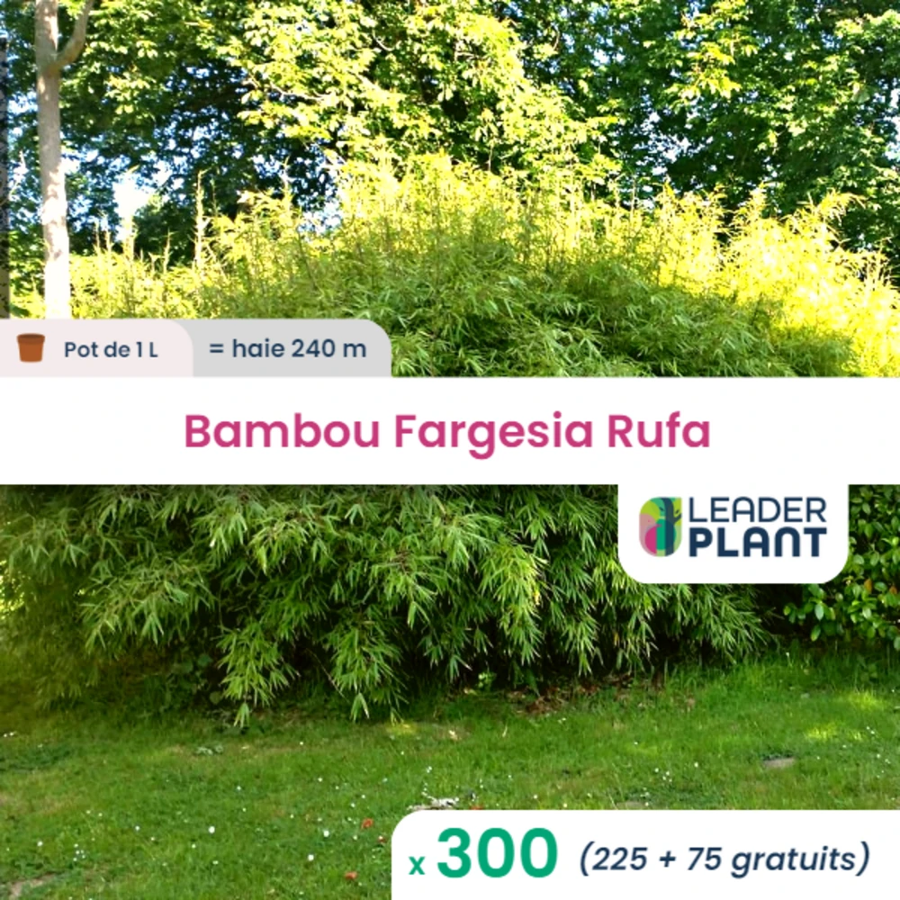 300 X Bambou Fargesia Rufa En Pot De 1 L 1 300 X Bambou Fargesia Rufa En Pot De 1 L