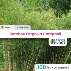 100 X Bambou Fargesia Campbell En Pot De 1 L