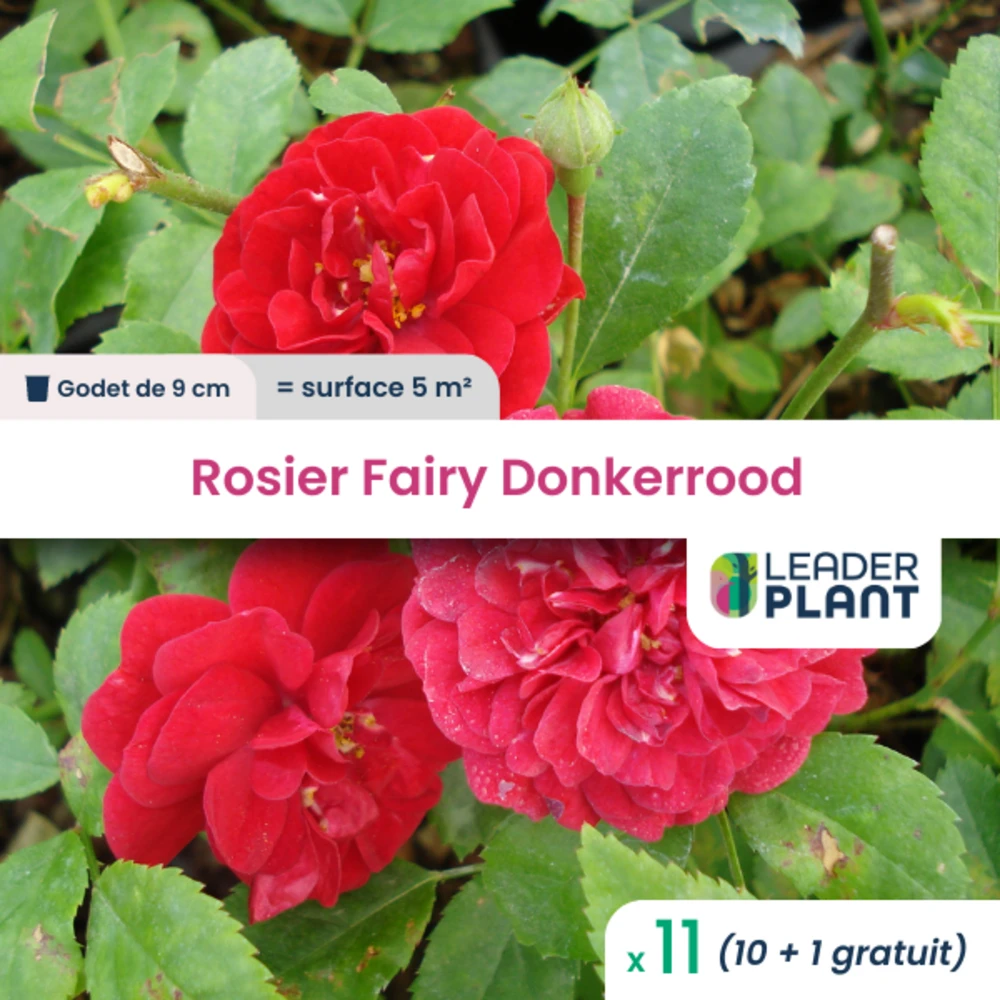 11 X Rosier Paysager Fairy Donkerrood En Godet 1 11 X Rosier Paysager Fairy Donkerrood En Godet