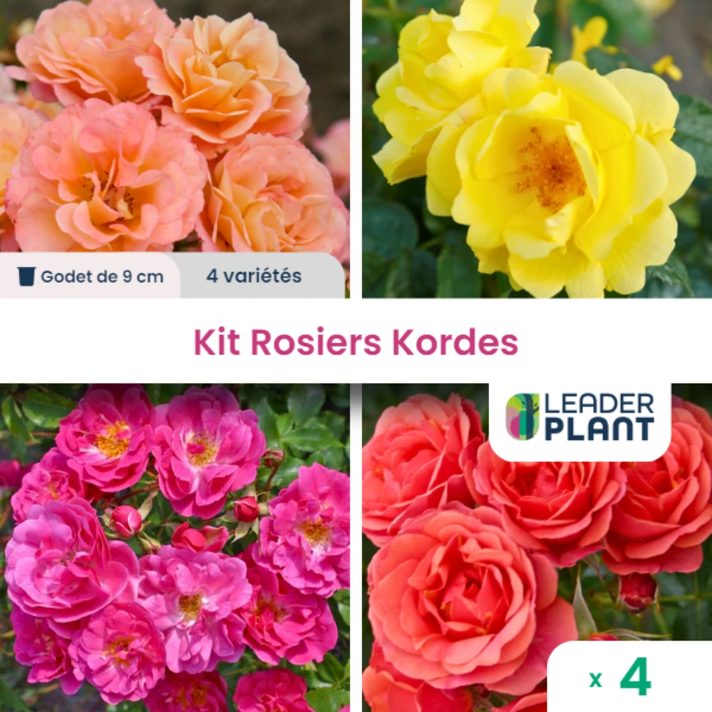 Collection 4 Rosiers Kordes - Lot De 4 Plants En Godet 1 Collection 4 Rosiers Kordes - Lot De 4 Plants En Godet