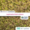 50 X Leptinelle Platt's Black En Godet