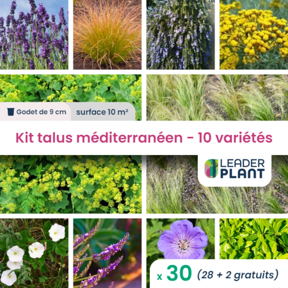 Kit Talus Méditerranéen - 10 Variétés - Lot De 30 Plants En Godet 1 Kit Talus Méditerranéen - 10 Variétés - Lot De 30 Plants En Godet