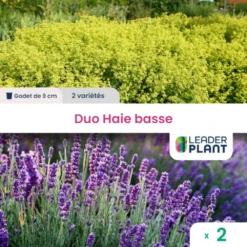 Duo Haie Basse 2 Variétés - Lot De 2 Plants En Godet