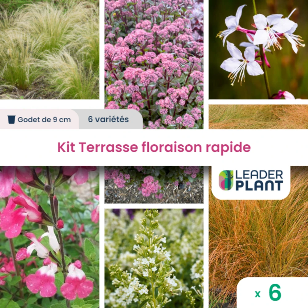 Kit Terrasse Floraison Rapide – 6 Variétés – Lot De 6 Plants En Godet 1 Kit Terrasse Floraison Rapide – 6 Variétés – Lot De 6 Plants En Godet