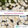 50 X Delosperma White Wonder ® En Godet