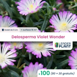 100 X Delosperma Violet Wonder ® En Godet