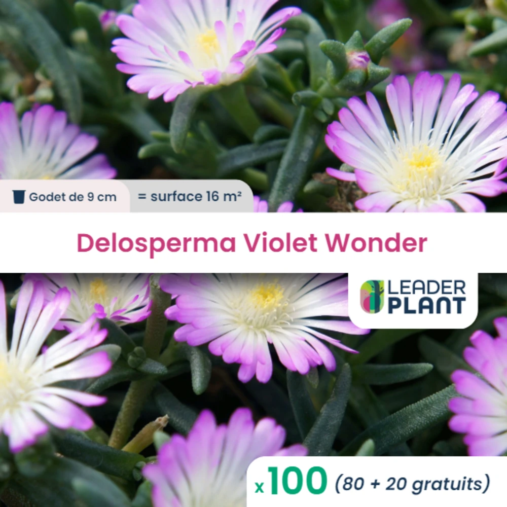 100 X Delosperma Violet Wonder ® En Godet 1 100 X Delosperma Violet Wonder ® En Godet