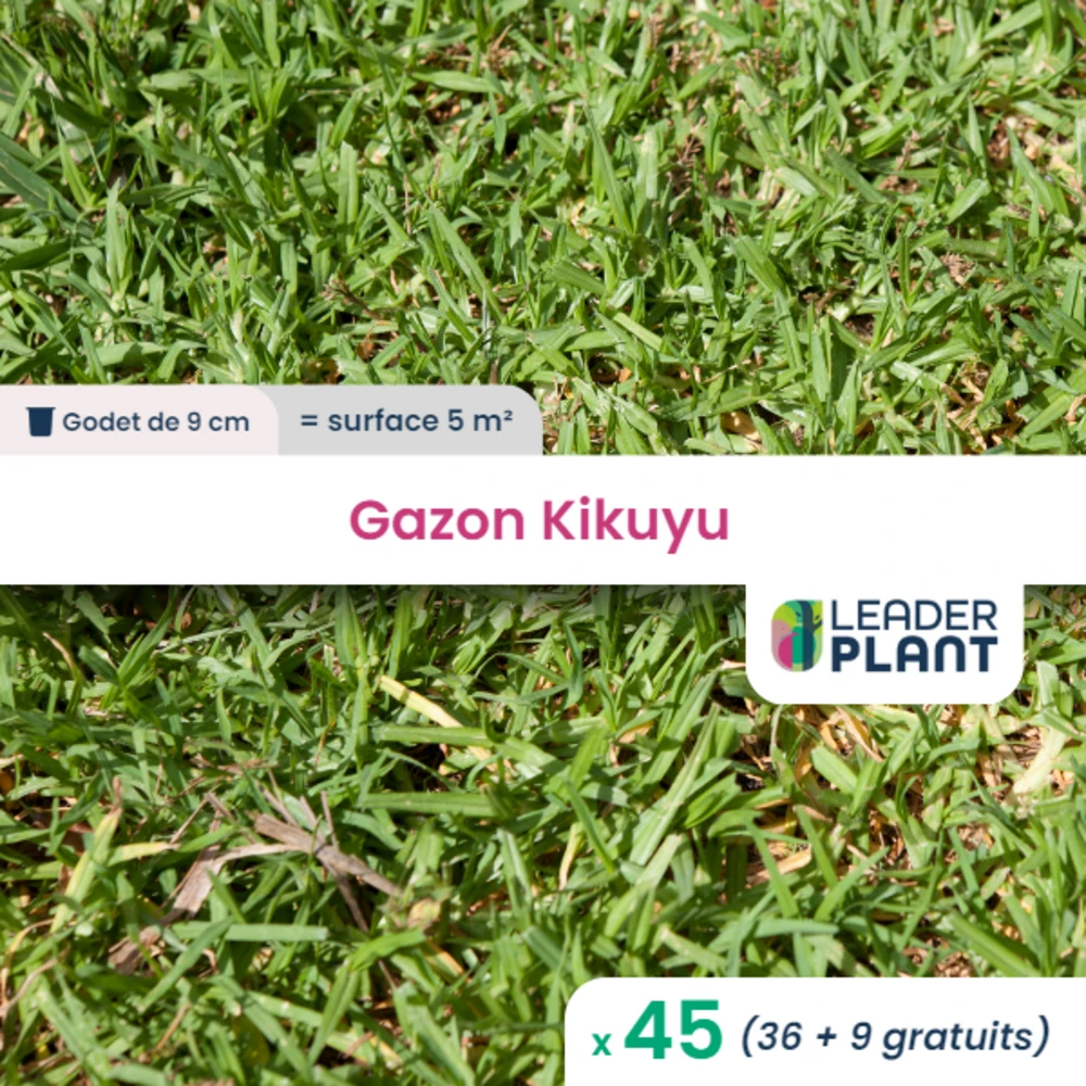 45 X Gazon Kikuyu En Godet 1 45 X Gazon Kikuyu En Godet