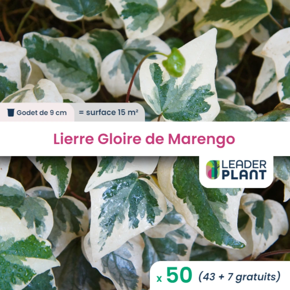 50 X Lierre Gloire De Marengo En Godet 1 50 X Lierre Gloire De Marengo En Godet