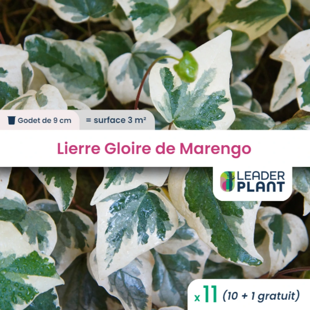 11 X Lierre Gloire De Marengo En Godet 1 11 X Lierre Gloire De Marengo En Godet