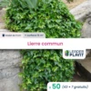 50 X Lierre Commun En Godet