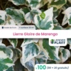 100 X Lierre Gloire De Marengo En Godet