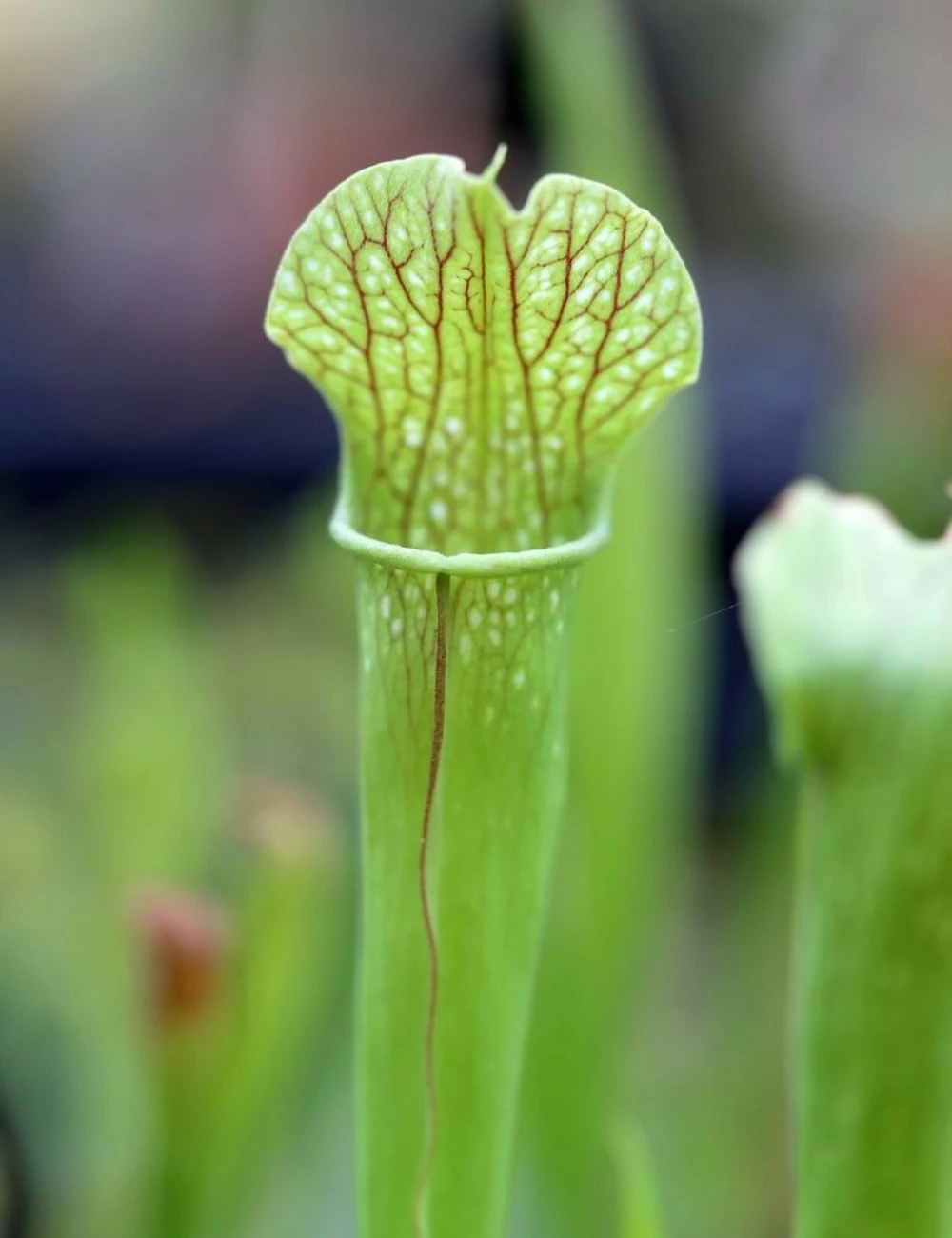Sarracenia X (x Excellens X Readii) Caractéristique - Pot 12 Cm 1 Sarracenia X (x Excellens X Readii) Caractéristique - Pot 12 Cm