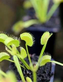 Dionaea Muscipula 'dentate' Clone 2 Caractéristique - Pot 7 Cm