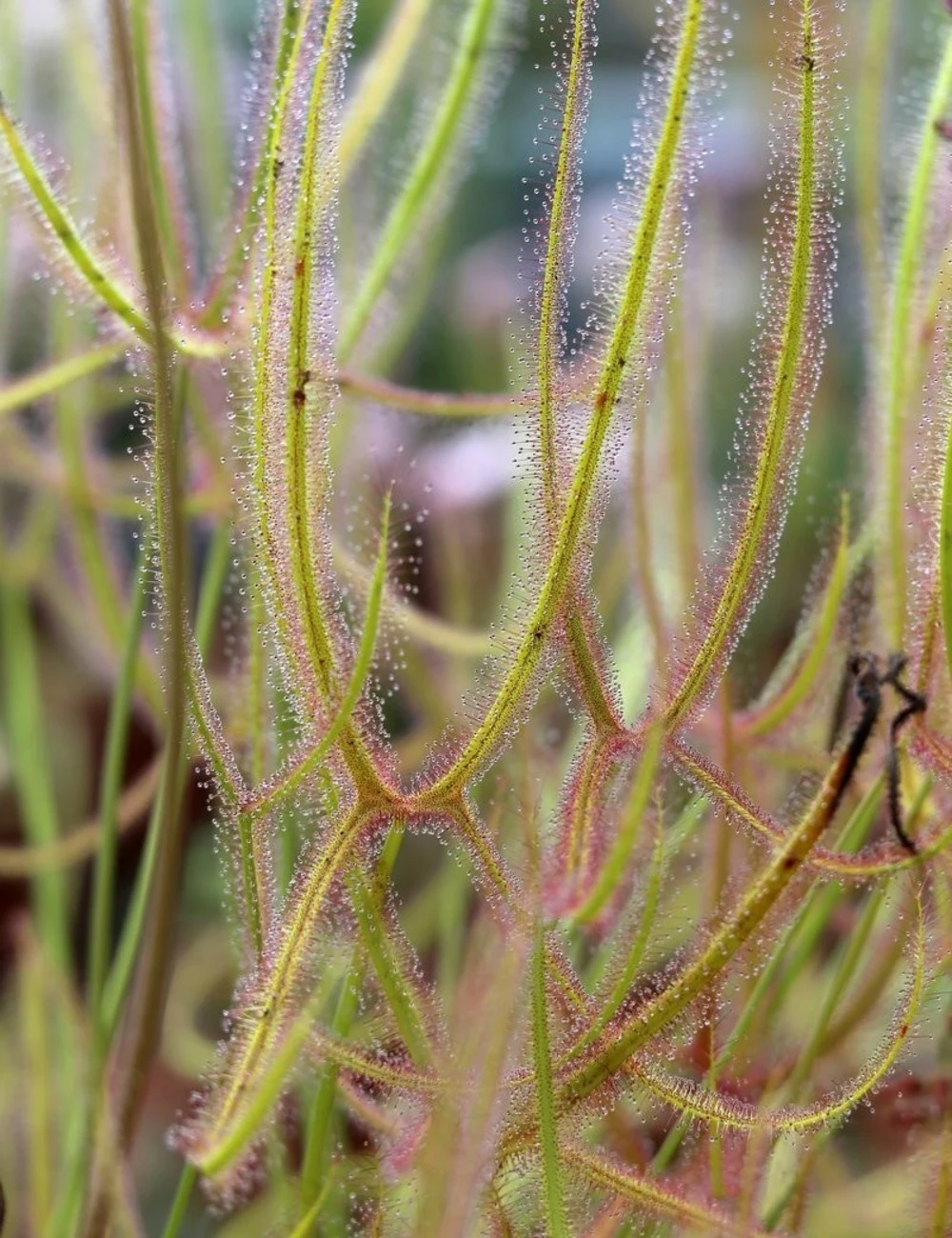 Drosera Binata Var. Dichotoma Forme Géante Caractéristique - Pot 9 Cm 1 Drosera Binata Var. Dichotoma Forme Géante Caractéristique - Pot 9 Cm