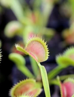 Dionaea Muscipula Tiger Fangs Caractéristique - Pot 7 Cm