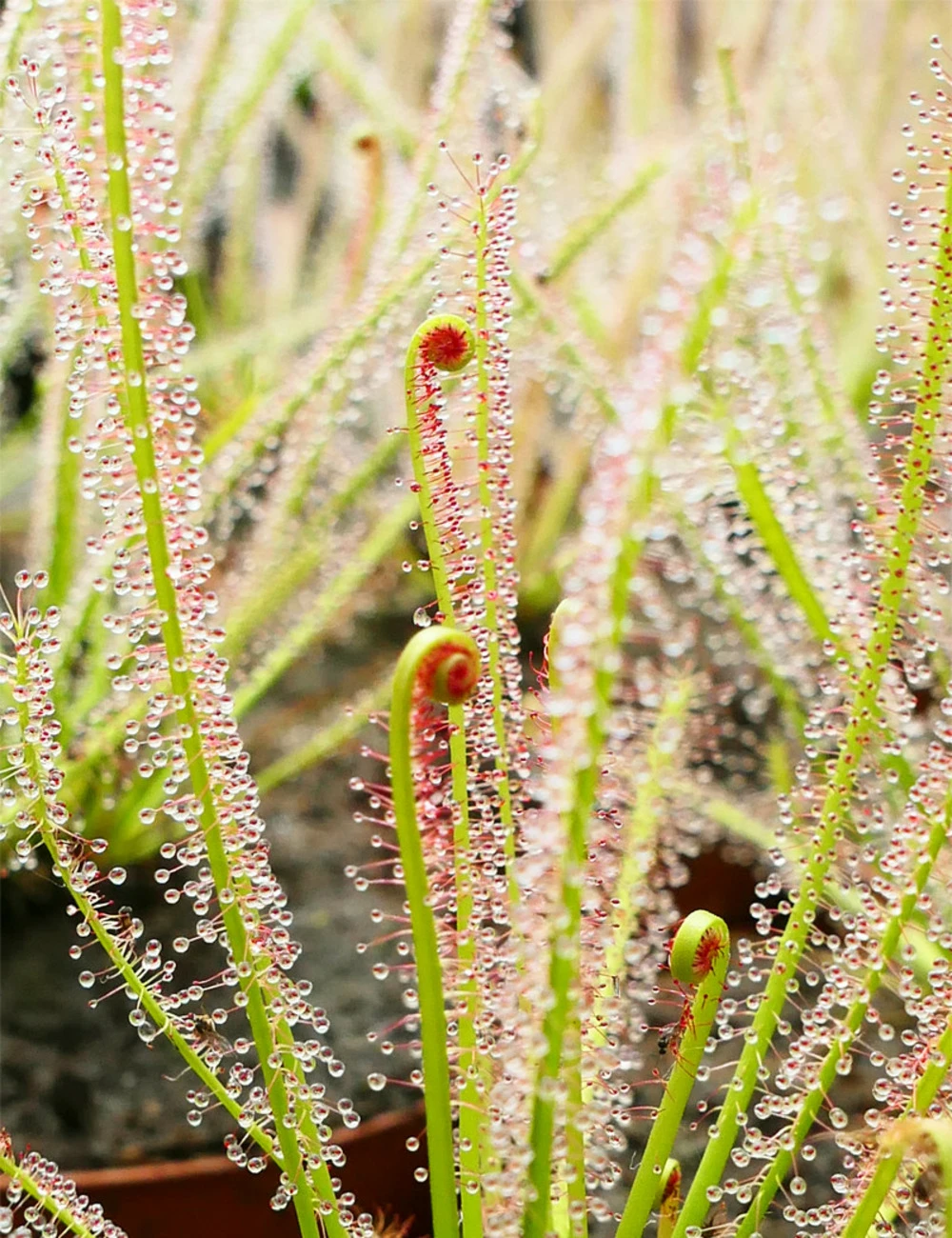 Drosera X Hybrida Caractéristique - Pot 9 Cm 1 Drosera X Hybrida Caractéristique - Pot 9 Cm