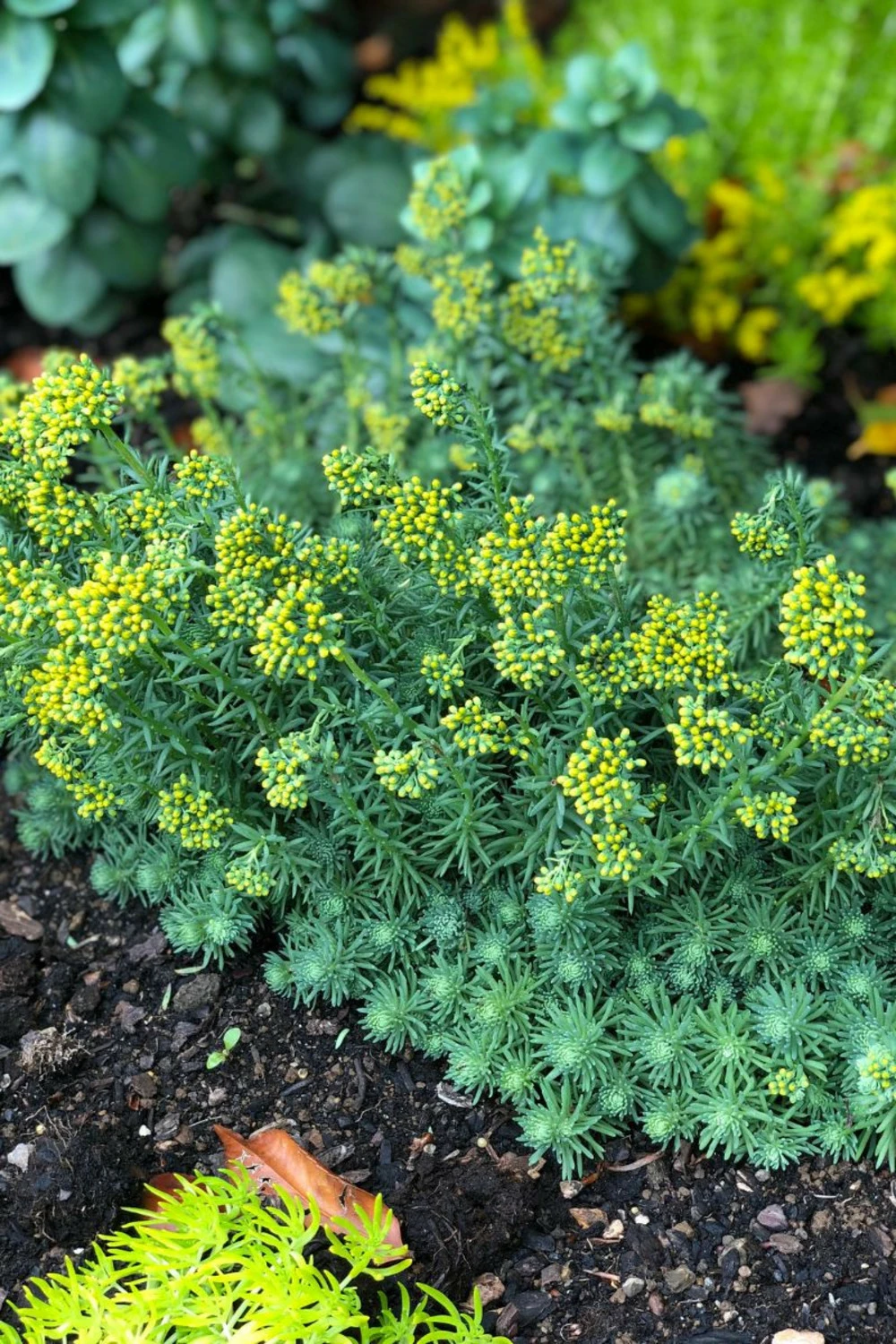 Orpin 'blue Carpet' - 3l 1 Orpin 'blue Carpet' - 3l