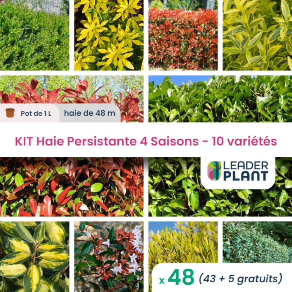Kit Haie Persistante 4 Saisons - 10 Variétés - Lot De 48 Plants En Pot De 1 L 1 Kit Haie Persistante 4 Saisons - 10 Variétés - Lot De 48 Plants En Pot De 1 L