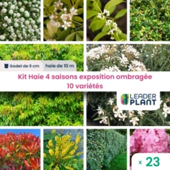 Kit Haie 4 Saisons Exposition Ombragée - 10 Variétés - Lot De 23 Plants En Godet