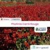 11 X Photinia Carré Rouge En Pot De 4 L